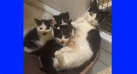 The number of animals at. . Kittens in redditch bromsgrove